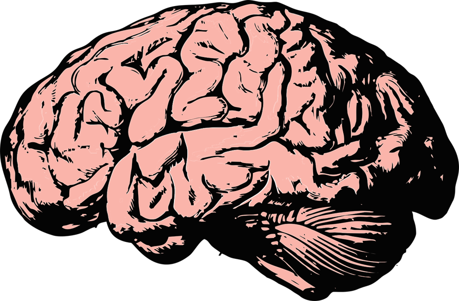 Image of brain